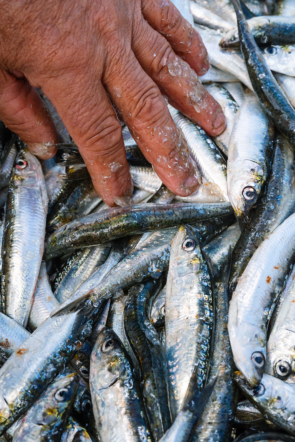 A pesca artesanal de Vila Chã